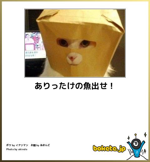 ガルちゃん猫カフェ☆2号店