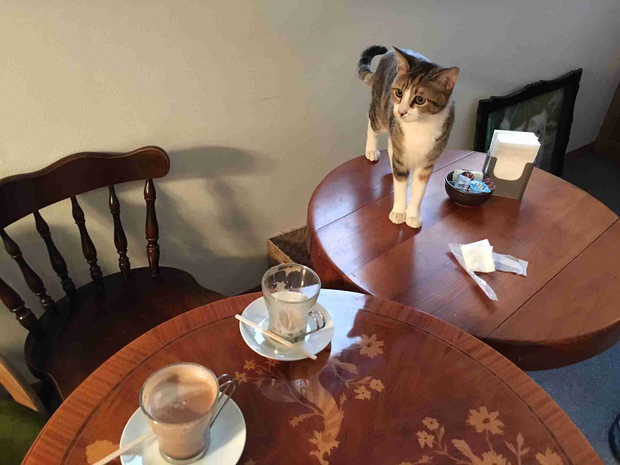 ガルちゃん猫カフェ☆2号店