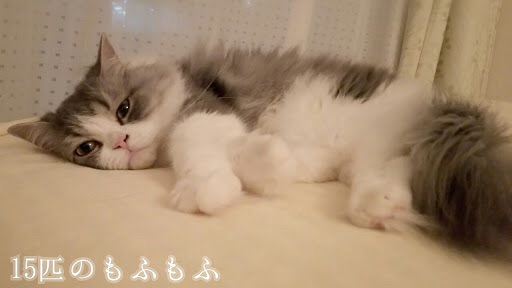ガルちゃん猫カフェ☆2号店