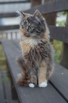 ガルちゃん猫カフェ☆2号店