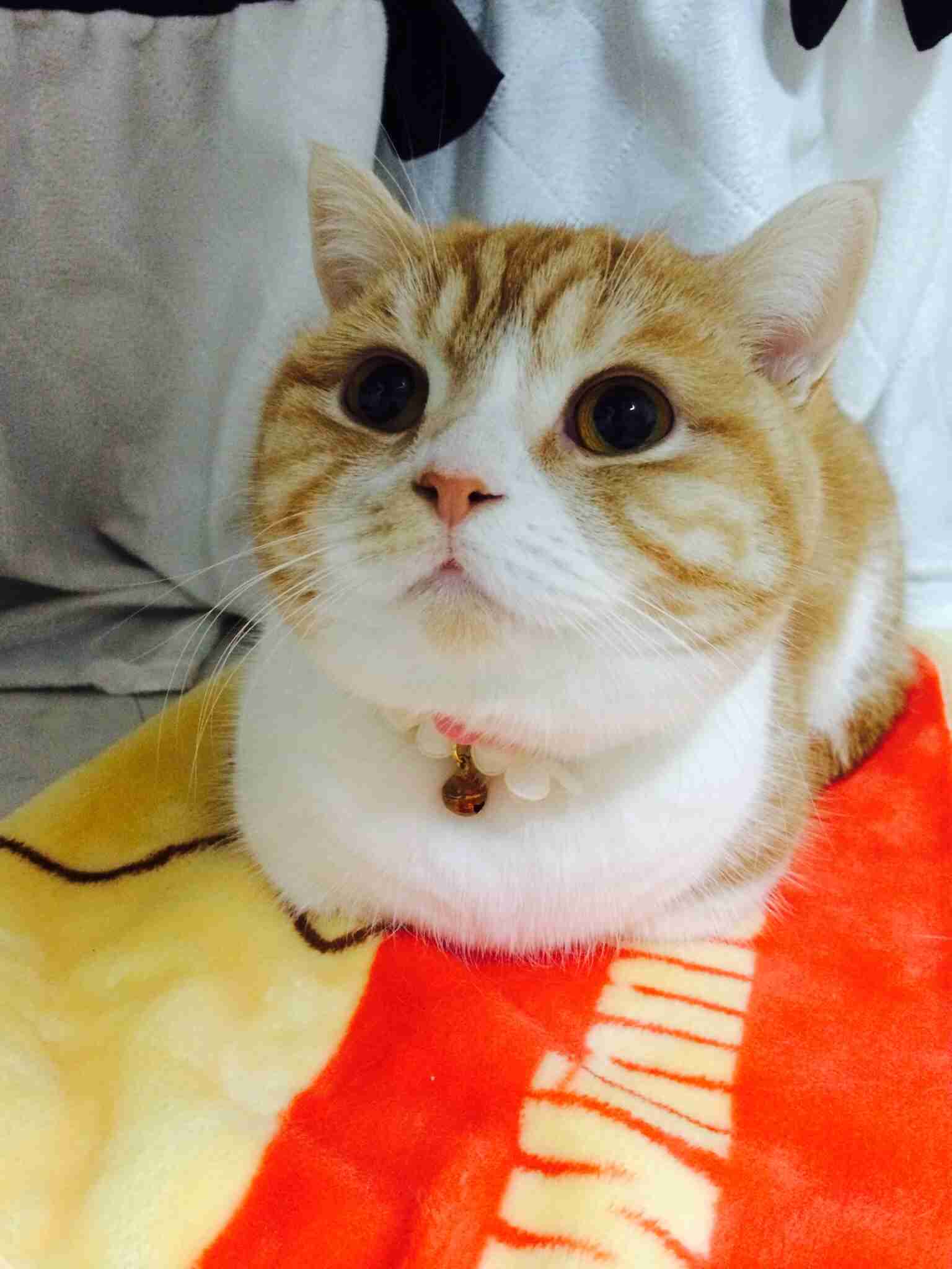 ガルちゃん猫カフェ☆2号店