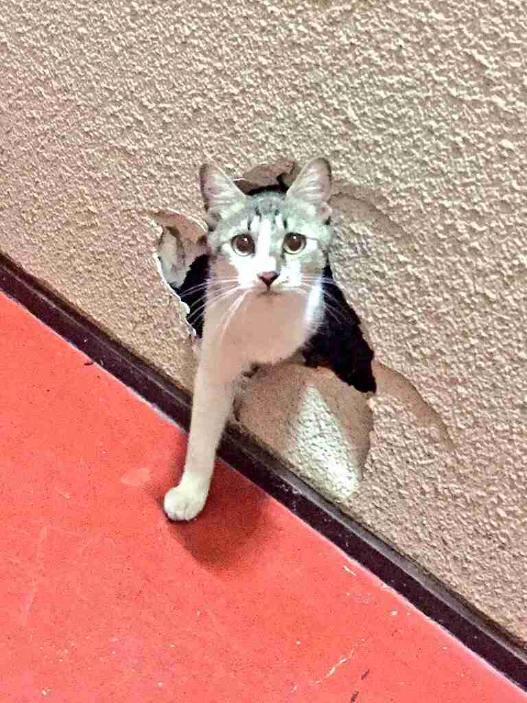 ガルちゃん猫カフェ☆2号店