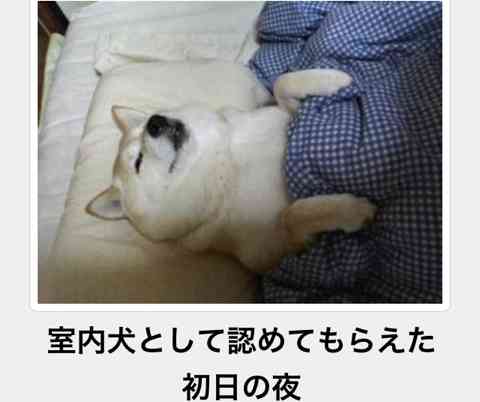 ガルちゃんで保存した画像を貼るトピ