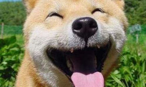 ガルちゃんで保存した画像を貼るトピ