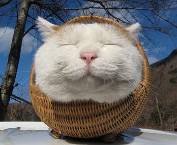 ガルちゃんで保存した画像を貼るトピ