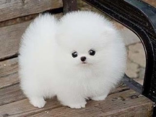 ガルちゃんで保存した画像を貼るトピ