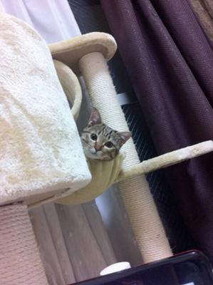 ガルちゃんで保存した画像を貼るトピ