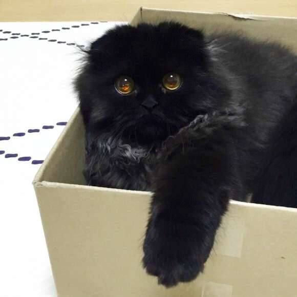 ガルちゃんで保存した画像を貼るトピ