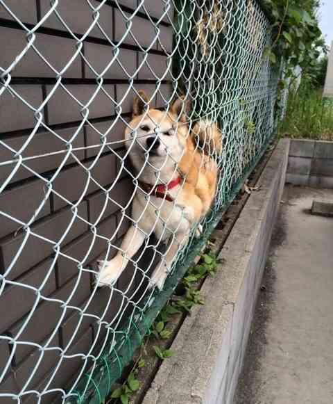 ガルちゃんで保存した画像を貼るトピ