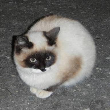 ガルちゃんで保存した画像を貼るトピ
