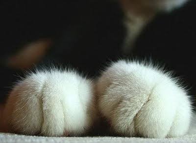 綺麗な手の画像を貼るトピ