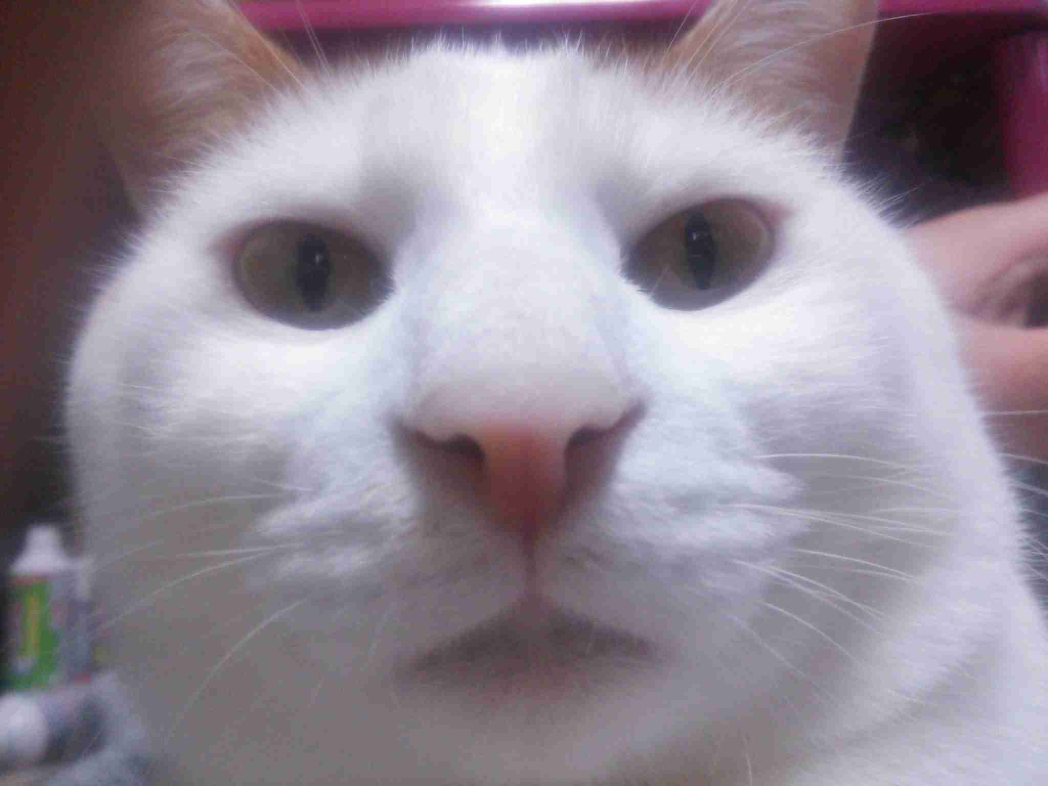 かわいい猫に本気で怒った時