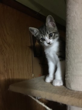 かわいい猫に本気で怒った時