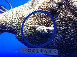 ココリコ遠藤章造 臨月妻に非情の宣告「生活費は自分で稼げ！」
