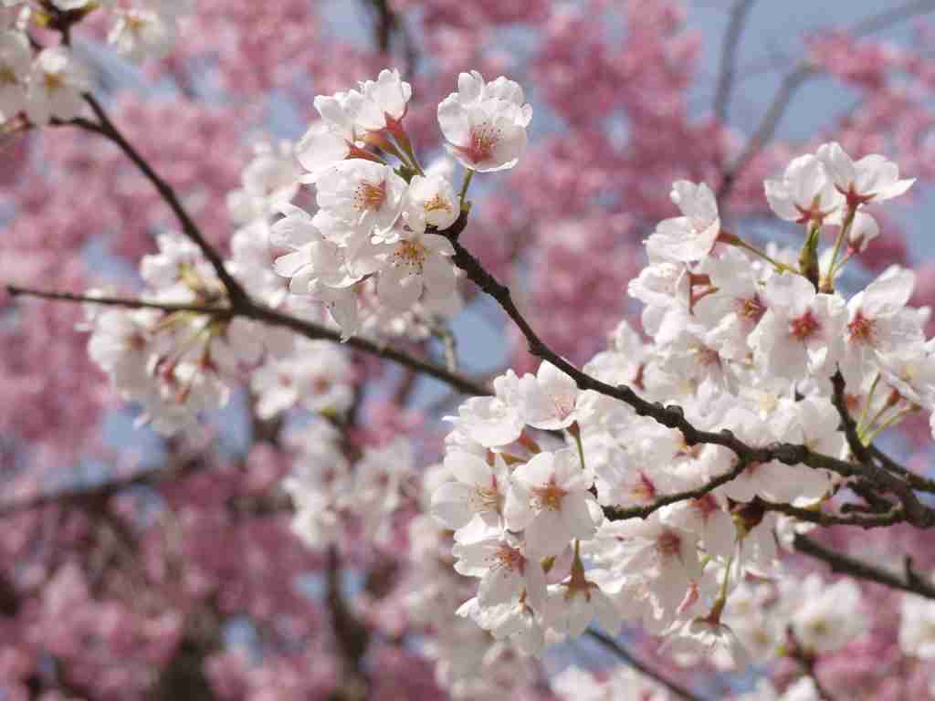 花見あるある
