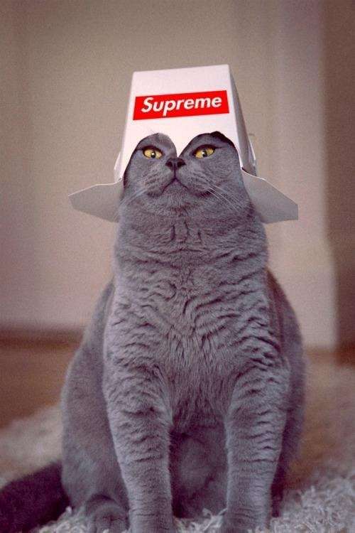 Supreme好きな人