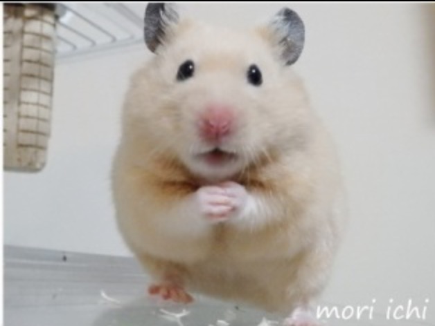昔取った杵柄