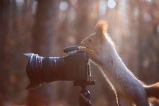 想像以上に過酷だった…動物写真家の努力と苦悩が一瞬でわかる画像