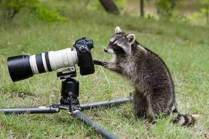 想像以上に過酷だった…動物写真家の努力と苦悩が一瞬でわかる画像