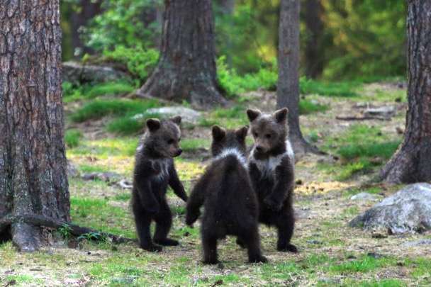 想像以上に過酷だった…動物写真家の努力と苦悩が一瞬でわかる画像