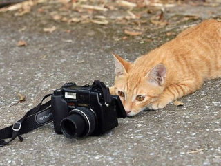 想像以上に過酷だった…動物写真家の努力と苦悩が一瞬でわかる画像