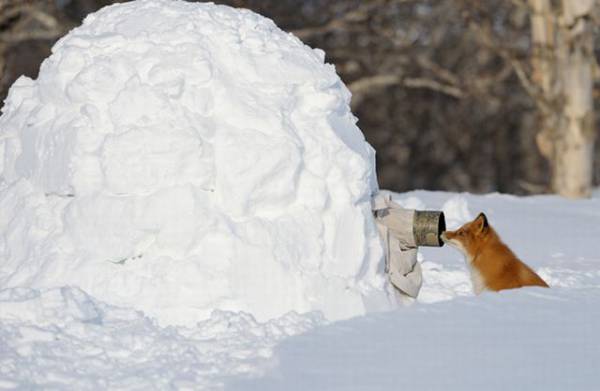 想像以上に過酷だった…動物写真家の努力と苦悩が一瞬でわかる画像