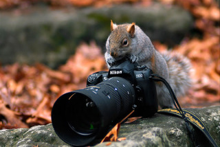 想像以上に過酷だった…動物写真家の努力と苦悩が一瞬でわかる画像