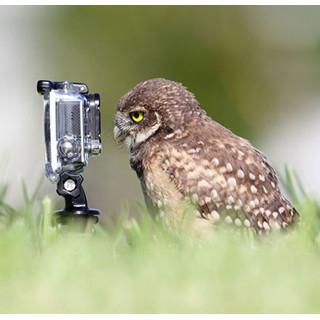想像以上に過酷だった…動物写真家の努力と苦悩が一瞬でわかる画像