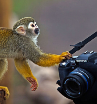 想像以上に過酷だった…動物写真家の努力と苦悩が一瞬でわかる画像