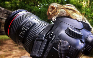 想像以上に過酷だった…動物写真家の努力と苦悩が一瞬でわかる画像