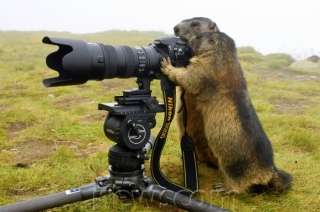 想像以上に過酷だった…動物写真家の努力と苦悩が一瞬でわかる画像