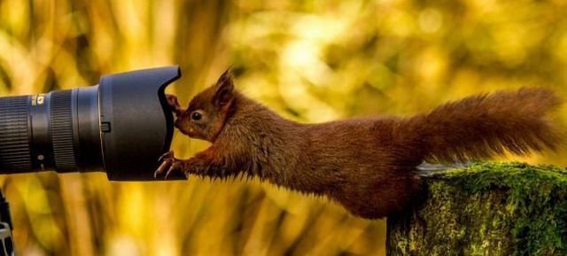 想像以上に過酷だった…動物写真家の努力と苦悩が一瞬でわかる画像