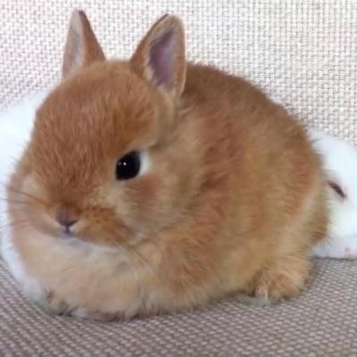 この正解例は卑怯…「うさぎが人間にしてくれること」が想像以上に切なかった