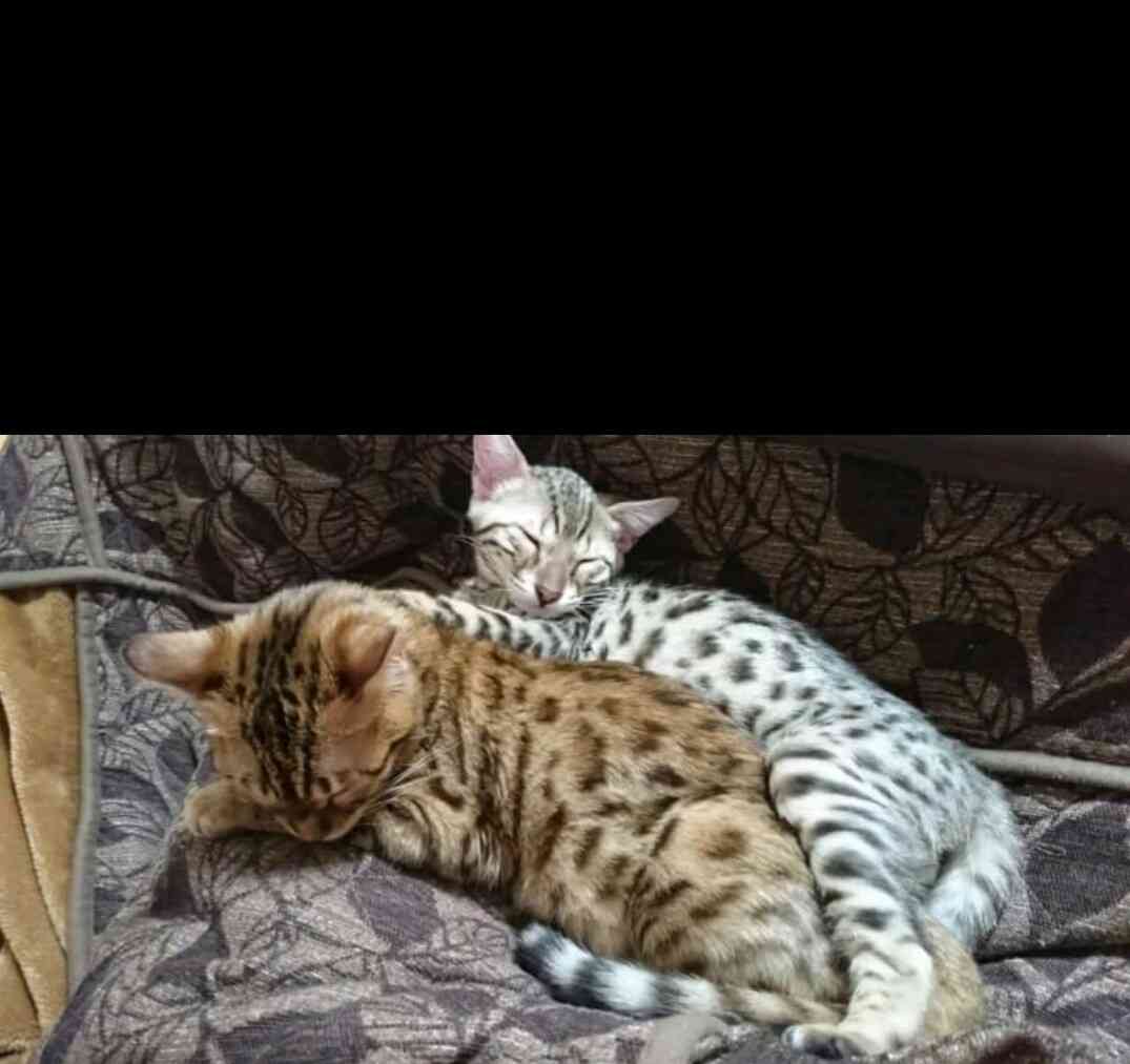 猫の多頭飼い