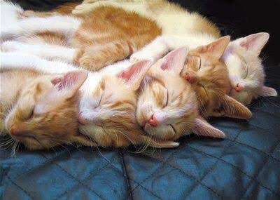 猫の多頭飼い