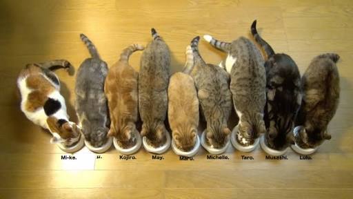 猫の多頭飼い
