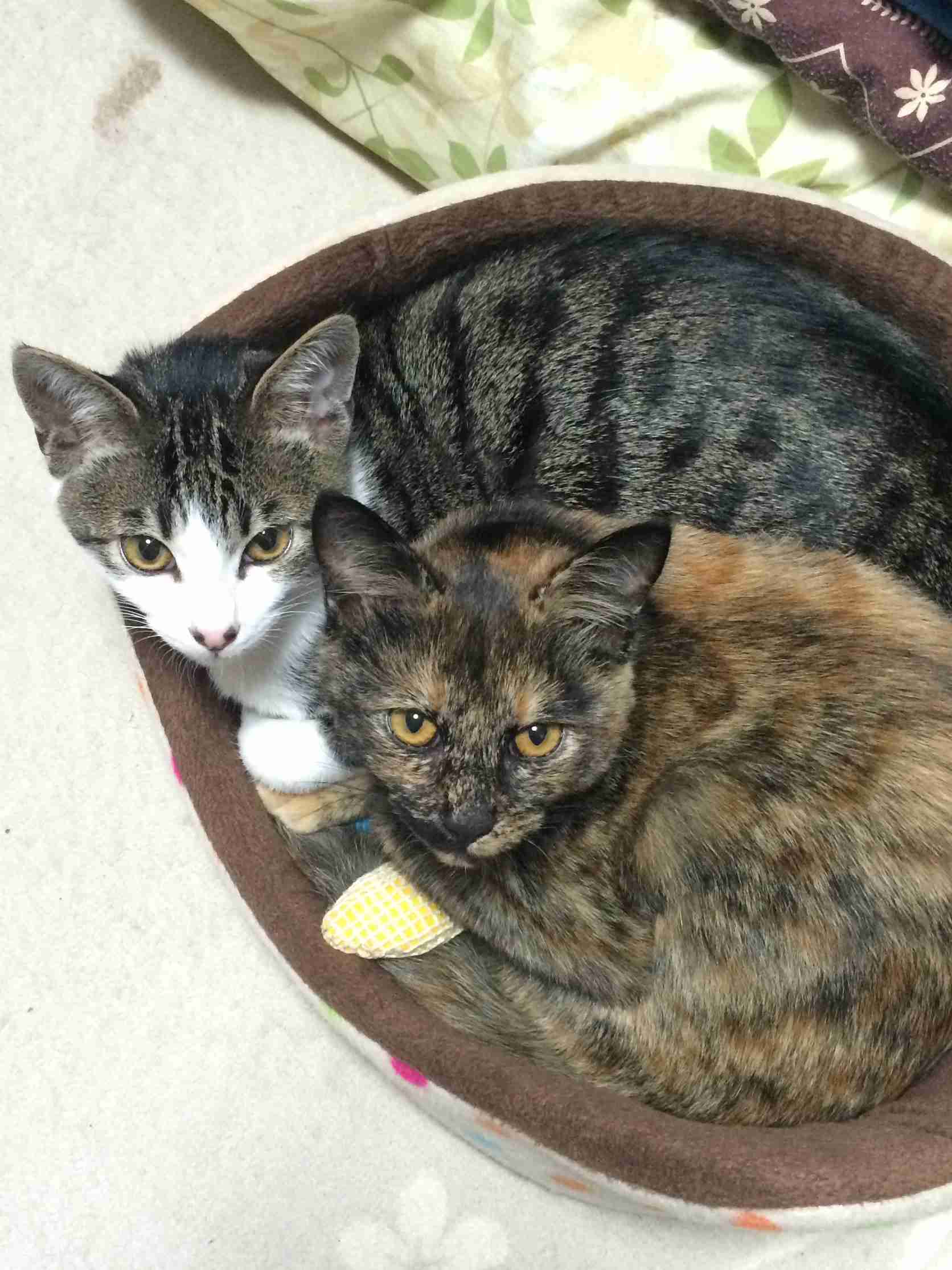 猫の多頭飼い