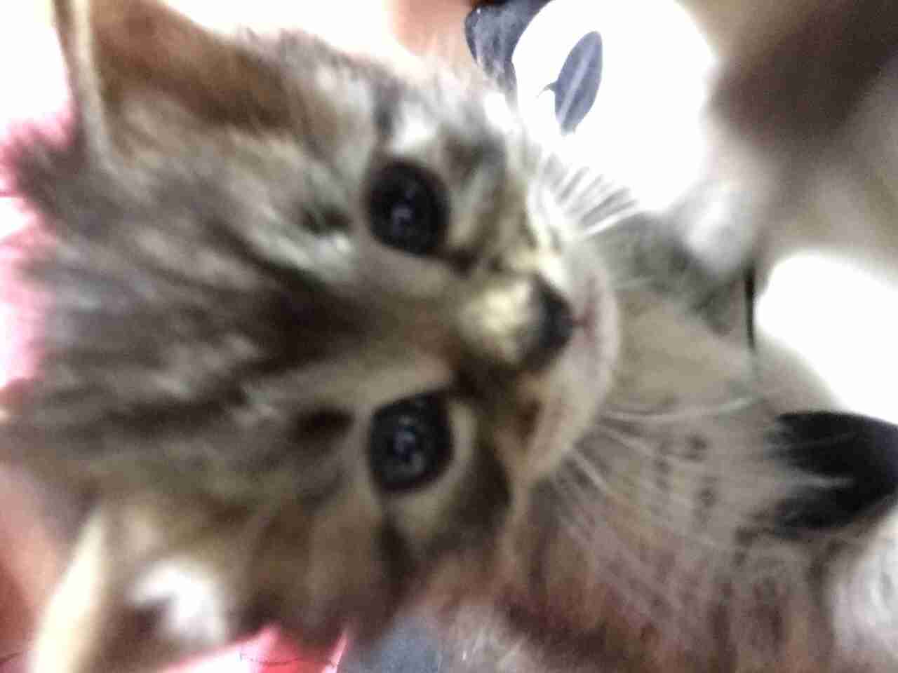 猫の多頭飼い