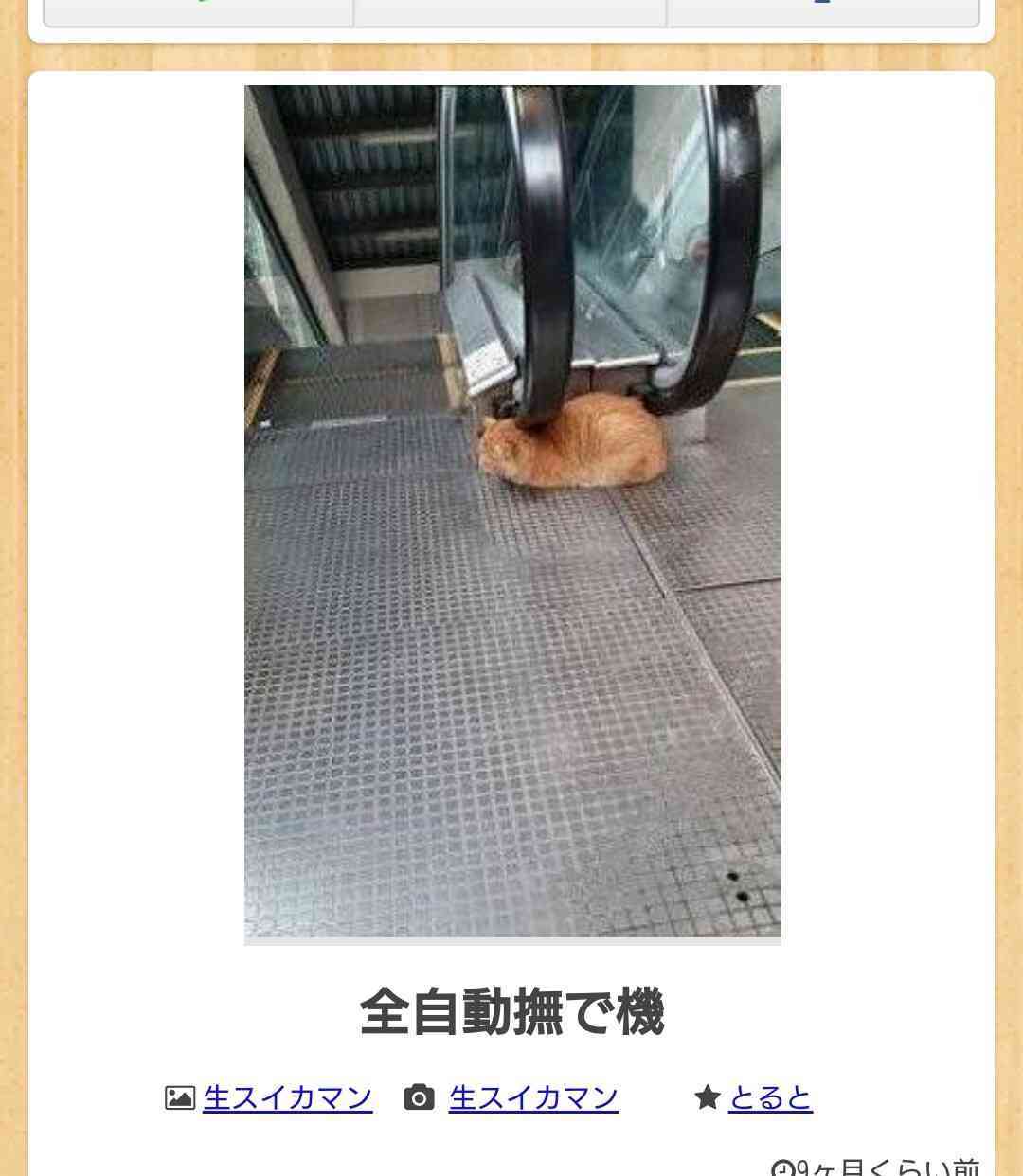 猫の多頭飼い