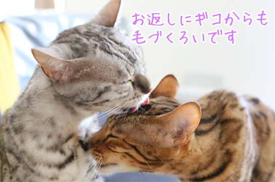 猫の多頭飼い