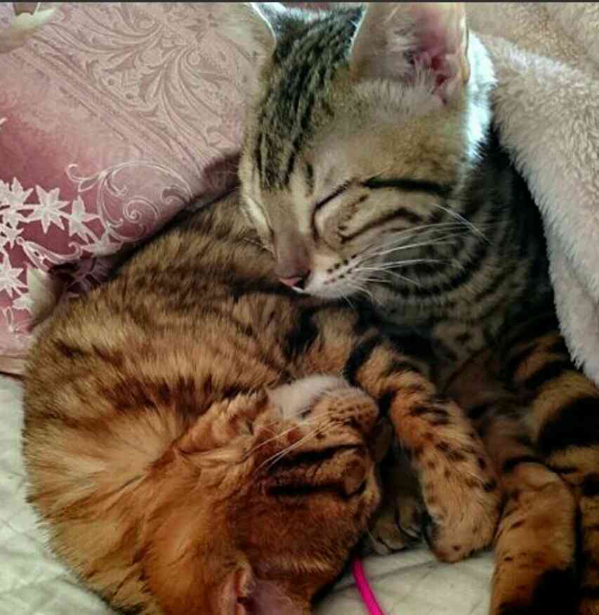 猫の多頭飼い