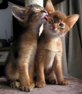 猫の多頭飼い