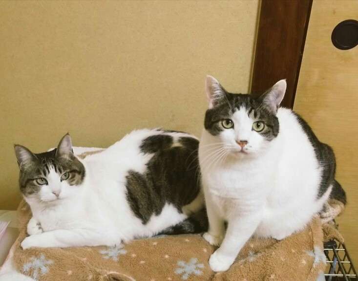 猫の多頭飼い