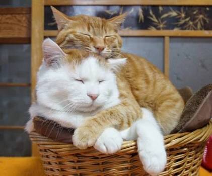 猫の多頭飼い
