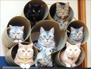 猫の多頭飼い