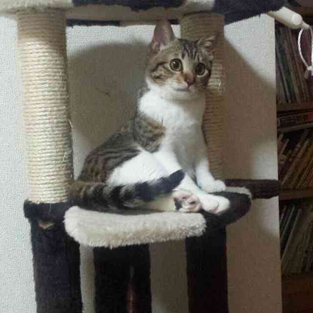 猫の多頭飼い