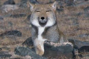 すんごいカッコつけてる画像下さい