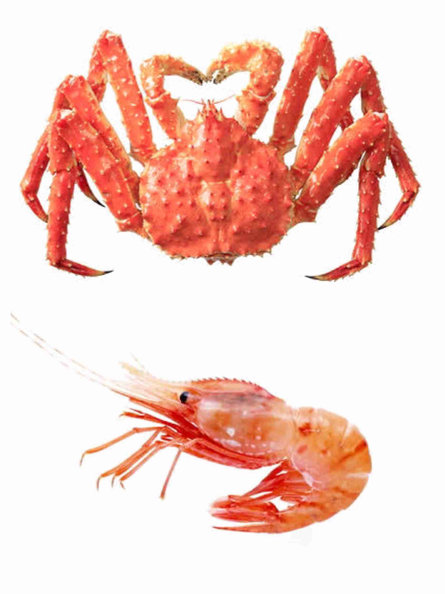 似てるけど好きなのはどっち？
