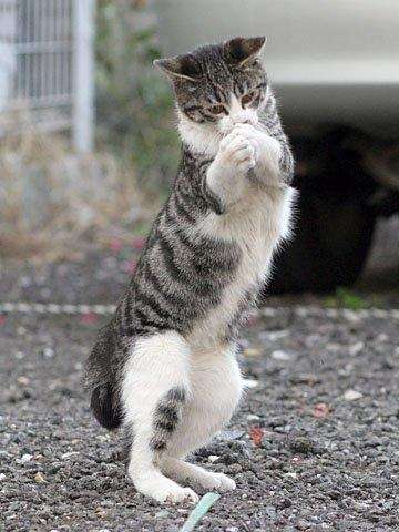 「来いよ」って言ってそうな画像くださいpart2