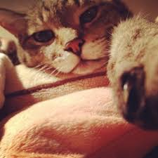 「来いよ」って言ってそうな画像くださいpart2